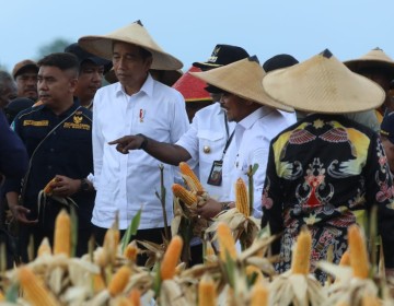 Mentan SYL Dampingi Jokowi Tinjau Ladang Jagung di Food Estate Keerom Papua