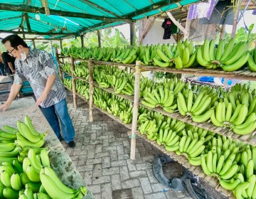 Cerita Klaster Pisang Cavendish di Pasuruan, dari Lahan Non Produktif Kini Jadi Lahan Usaha yang Terus Berkembang