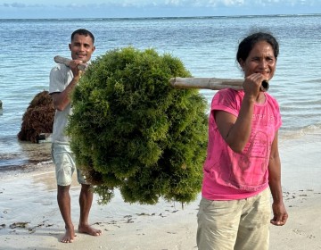 Platform Agree Milik Telkom Dukung Optimalkan Hasil Panen Budi Daya Rumput Laut di NTT