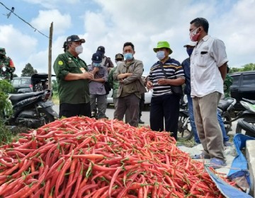 Kementan Pastikan Harga Cabai Akan Segera Pulih