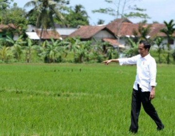 Jokowi Minta Pembangunan Pertanian Jadi Perhatian Bersama