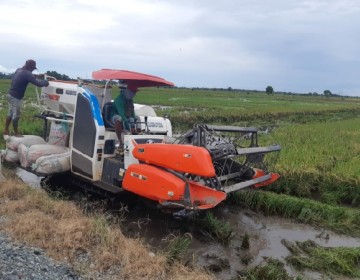 Siap Panen, Petani di Lahan Food Estate Raih Hasil Menggembirakan