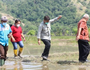 Mentan Tinjau Kawasan Food Estate Baru di NTT