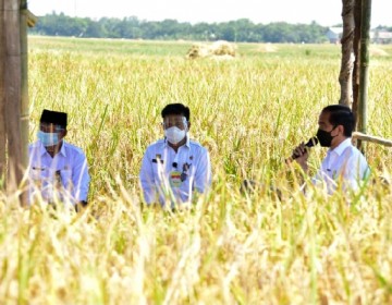 Presiden Jokowi Senang Produktivitas Padi Tinggi dan Harga Gabah Petani Naik