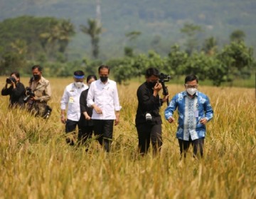 Presiden Jokowi Tinjau Panen Raya Padi di Kabupaten Malang