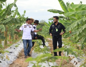 Lewat Petani Milenial, Mentan SYL Terus Garap Porang Jadi Komoditas Andalan