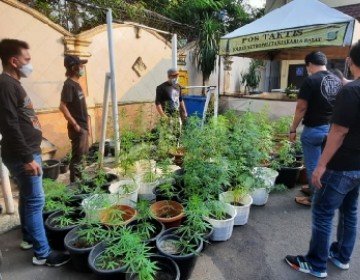 Polisi Grebek Rumah Jadi Tempat Tanam Ratusan Pohon Ganja di Brebes