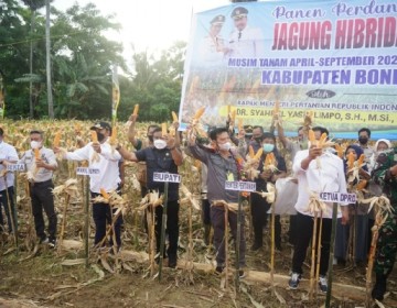 Mentan SYL Panen Jagung di Bone: Tingkatkan Produktivitas dan Kesejahteraan Petani