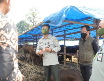 Mentan SYL Bersama Walikota Bogor Pantau Ketersediaan Hewan Kurban