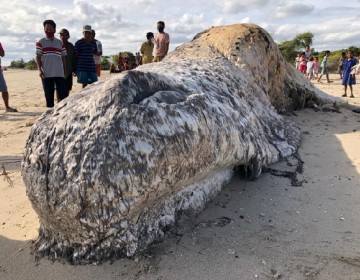 KKP dan Masyarakat Sumba Tangani Paus Terdampar