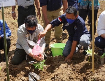 Mentan Mendorong Bisnis Porang sampai pascapanen dan industri