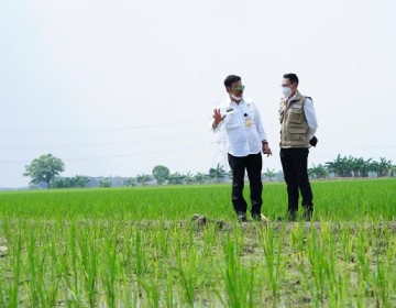 Mentan SYL Cek Persawahan di Jabar, Pastikan Panen Terus Berlangsung