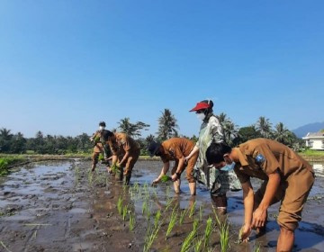 37 Ribu Hektar, Prediksi Luasan Lahan Musim Tanam Ketiga Provinsi Banten    