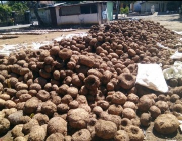 Petani: Meski Dinamika Harga, Porang Saat Ini Menguntungkan