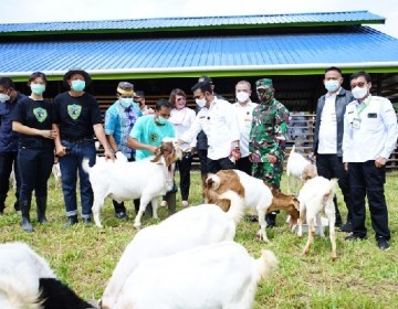 Mentan Syahrul Tinjau Langsung Panen Cempe di Kaltara