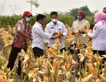 Panen Jagung Nusantara, Bukti pasokan Jagung Melimpah