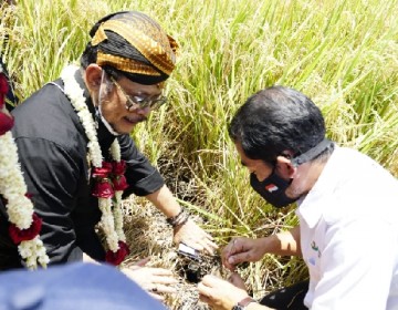 Luar Biasa, Indonesia Bisa Panen Padi 4 Kali Setahun