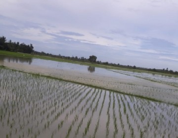 Antisipasi La Nina, Kementan Himbau Petani Gunakan Varietas Tahan Genangan