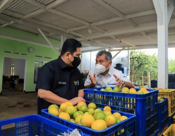 Kucurkan Modal hingga Berikan Pendampingan Usaha, BRI Dorong Petani Jeruk Naik Kelas