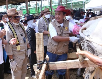 Mentan Dorong Provinsi Lampung Hasilkan 300.000 Bibit Sapi