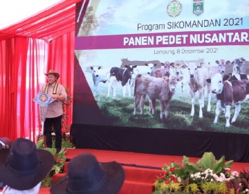 Kementan Panen Pedet Di Lampung, Ketua Komisi IV DPR RI Turut Bangga 