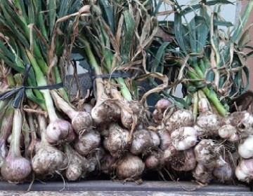 Kementan Dorong Bawang Putih Lokal Masuk Pasar Konsumsi