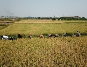 Provinsi Banten 9 Besar Produsen Beras Nasional