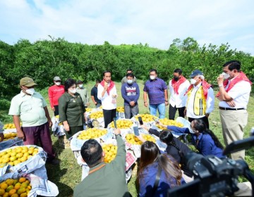 Paten, Ini Langkah Mentan SYL Mengenai Pengembangan Jeruk Nasional