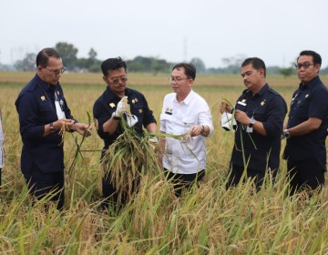 Memperhatikan Ekosistem, Pakar IPB Dukung Pola Tanam IP400 