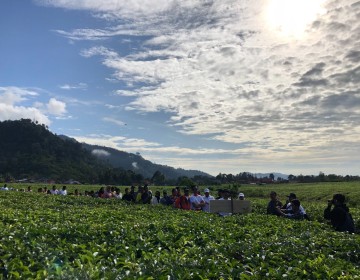 Angkat Teh Indonesia, Sinergi ID FOOD Group bersama UMKM, Petani