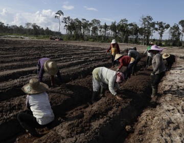 Kementan Asistensi Teknologi di Lahan Food Estate Gunungmas Kalteng