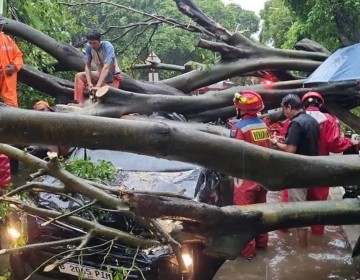 Dua Nyawa Melayang dalam Sepekan, Legislator Nilai Perlu Mitigasi Pohon Tumbang di Jakarta