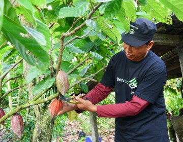 Kembangkan Kakao Berkualitas Dunia, Program PPM Tambang Dongkrak Kesejahteraan Petani Berau