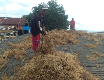 Klaster Usaha Rumput Laut Kampung Pogo, UMKM Binaan BRI yang Dorong Perekonomian Nelayan Pesisir Sulawesi Selatan