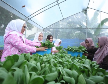 Didukung BRI Peduli, Intip Kegiatan Bertani di Tengah Kota Medan