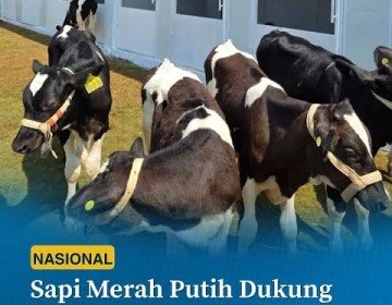 BGN: Sapi Merah Putih Dukung Ketersediaan Susu Berkualitas dalam Program MBG
